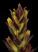 Castilleja cryptantha - Hidden Paintbrush 18-2209